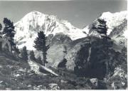 Alpinflora (Positivo) di Bährendt, Leo (1902/01/01 - 1925/12/31)