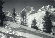Alpinflora (Positivo) di Bährendt, Leo (1902/01/01 - 1939/12/31)