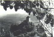 vitigno (Positivo) di Bährendt, Leo (1902/01/01 - 1939/12/31)