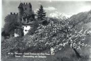 Obstbaum (Positivo) di Foto Edizioni Ghedina (1950/01/01 - 1979/12/31)