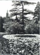 Blume(n) in Park oder Garten (Positivo) di Foto Sandro Saltuari, Bozen (1960/01/01 - 1979/12/31)