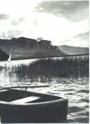 Seevegetation (am Ufer und auf dem Wasser) (Positivo) di Foto Sandro Saltuari, Bozen (1950/01/01 - 1979/12/31)