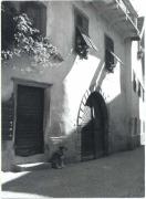 cane (Positivo) di Foto H. Müller-Brunke, Chiemgau (1950/01/01 - 1979/12/31)