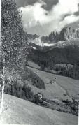 bosco (Positivo) (1950/01/01 - 1969/12/31)