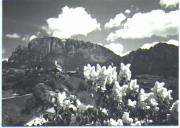 Flieder (Positivo) di Foto Edizioni Ghedina (1950/01/01 - 1969/12/31)