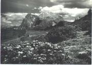Alpinflora (Positivo) di Foto Fr. Frass, Bozen (1950/01/01 - 1979/12/31)