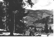 bosco (Positivo) (1950/01/01 - 1969/12/31)