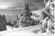 Nadelwald (Positivo) di Foto Edizioni Ghedina (1950/01/01 - 1969/12/31)