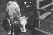Kühe/Rinder auf der Weide (Positivo) di Foto Bruno Stefani, Milano (1950/01/01 - 1969/12/31)