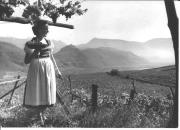 viticoltura (Positivo) di Foto Dr. Frass, Bozen (1950/01/01 - 1969/12/31)