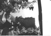 viticoltura (Positivo) di Foto Dr. Frass, Bozen (1950/01/01 - 1969/12/31)