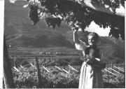 viticoltura (Positivo) di Foto Dr. Frass, Bozen (1950/01/01 - 1969/12/31)