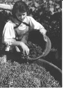 viticoltura (Positivo) di Foto Dr. Frass, Bozen (1950/01/01 - 1969/12/31)