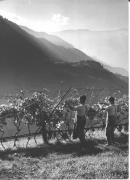 vitigno (Positivo) di Foto Müller-Brunke, Chiemgau (1950/01/01 - 1969/12/31)