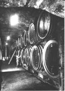 Weinerzeugung (Positivo) di Foto Dr. Frass, Bozen (1950/01/01 - 1969/12/31)