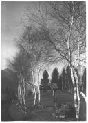 Birke (Positivo) di Bährendt, Leo (1950/01/01 - 1969/12/31)