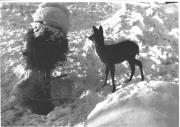 Motiv: Winter (Positivo) di Foto Rapid, Bruneck (1950/01/01 - 1969/12/31)