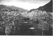 Obstbaum (Positivo) (1950/01/01 - 1969/12/31)