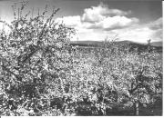 frutteto (Positivo) di Foto Sandro Saltuari, Bozen (1950/01/01 - 1969/12/31)