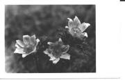 Alpinflora (Positivo) di Foto Edizioni Ghedina (1950/01/01 - 1969/12/31)