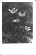 Alpinflora (Positivo) di Foto Edizioni Ghedina (1950/01/01 - 1969/12/31)