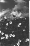 Alpinflora (Positivo) di Foto Edizioni Ghedina (1950/01/01 - 1969/12/31)
