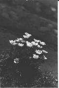 Alpinflora (Positivo) di Foto Edizioni Ghedina (1950/01/01 - 1969/12/31)