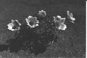Alpinflora (Positivo) di Foto Edizioni Ghedina (1950/01/01 - 1969/12/31)