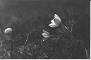 Alpinflora (Positivo) di Foto Edizioni Ghedina (1950/01/01 - 1969/12/31)
