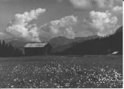 prato (Positivo) di Foto Edizioni Ghedina (1950/01/01 - 1969/12/31)