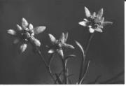 Edelweiß (Positivo) di Foto Edizioni Ghedina (1950/01/01 - 1969/12/31)
