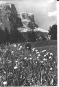 Alpinflora (Positivo) di Foto Edizioni Ghedina (1950/01/01 - 1969/12/31)