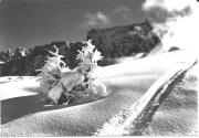 Motiv: Winter (Positivo) di Foto Edizioni Ghedina (1950/01/01 - 1969/12/31)