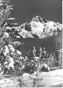 Wald/Bäume, Winter (Positivo) di Foto Edizioni Ghedina (1950/01/01 - 1969/12/31)