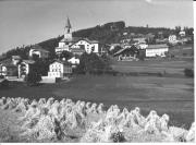 bosco (Positivo) di Foto Sandro Saltuari, Bozen (1950/01/01 - 1969/12/31)