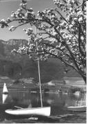 lago (Positivo) di Foto Sandro Saltuari, Bozen (1950/01/01 - 1969/12/31)