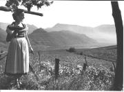 vitigno (Positivo) di Foto Dr. Frass, Bozen (1950/01/01 - 1969/12/31)