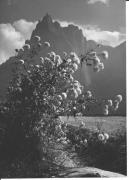 Blume(n) (Positivo) di Foto Wenzel Fischer, Garmisch (1950/01/01 - 1969/12/31)