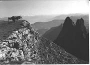 mucca/bovino (Positivo) di Foto Wenzel Fischer, Garmisch (1950/01/01 - 1969/12/31)