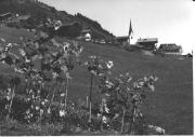 bosco (Positivo) di Foto Sandro Saltuari, Bozen (1950/01/01 - 1969/12/31)