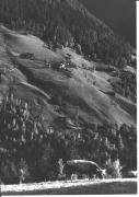 Kühe/Rinder auf der Weide (Positivo) di Foto Sandro Saltuari, Bozen (1960/01/01 - 1979/12/31)