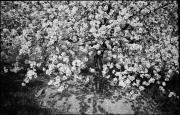 Blüte (Positivo) di Atzwanger, Hugo