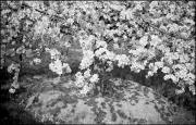 Blüte (Positivo) di Atzwanger, Hugo