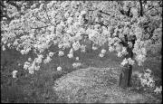 Blüte (Positivo) di Atzwanger, Hugo