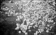 Blüte (Positivo) di Atzwanger, Hugo