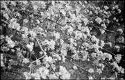 Blüte (Positivo) di Atzwanger, Hugo