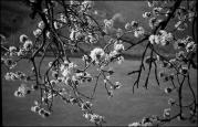 Kirsche (Positivo) di Atzwanger, Hugo (1936/04/03 - 1936/04/03)