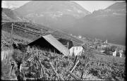 Weinbau (Positivo) di Atzwanger, Hugo (1939/10/03 - 1939/10/03)