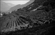 Weinberg (Positivo) di Atzwanger, Hugo (1934/06/27 - 1934/06/27)