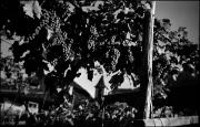 Traube (Positivo) di Atzwanger, Hugo (1934/09/92 - 1934/09/92)